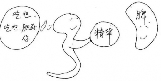 人体各器官工作时间表