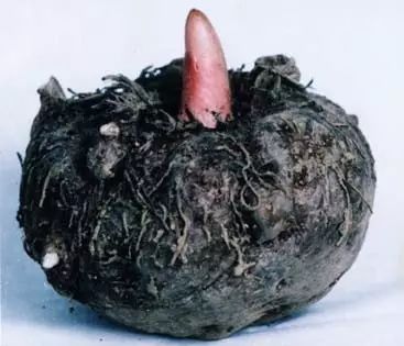 吃什么食物能延年益寿