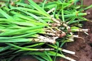 吃韭菜的好处及功效