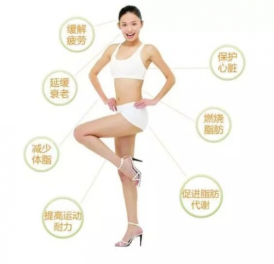 左旋肉碱的作用