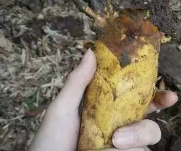 春笋的营养价值及做法