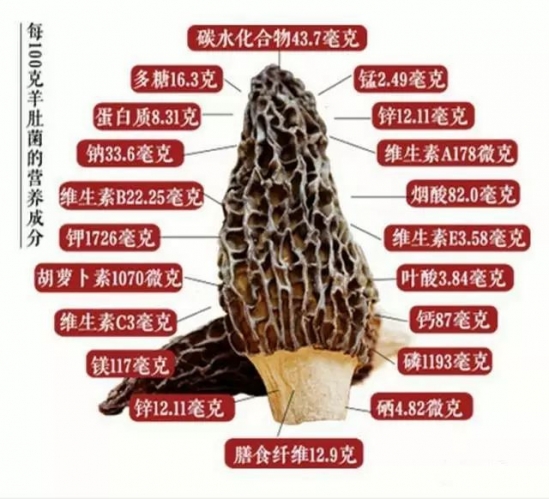羊肚菌的营养价值
