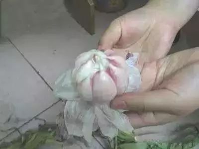 糖蒜的腌制方法