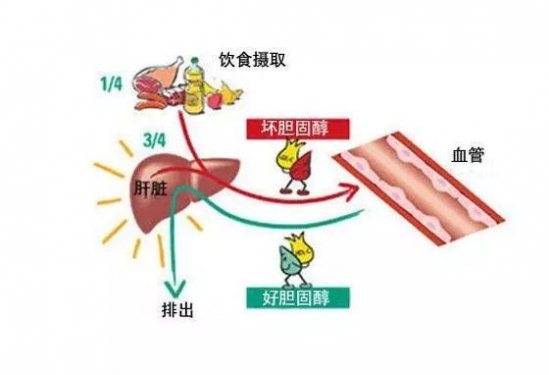 胆固醇高吃什么好