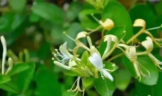 蜂蜜配什么喝最好
