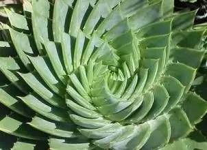 芦荟胶的功效与作用