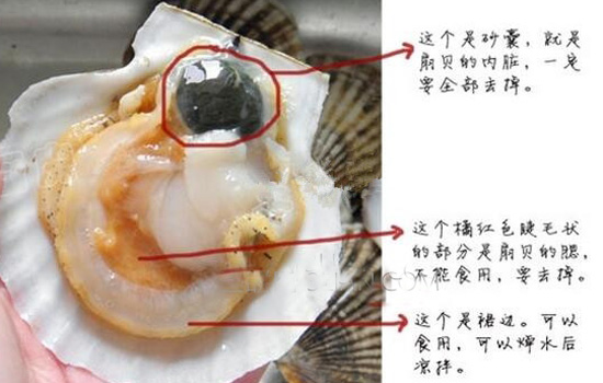 吃扇贝有什么禁忌 吃扇贝的禁忌