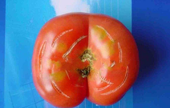 西红柿为什么会裂开 番茄裂果的原因与预防