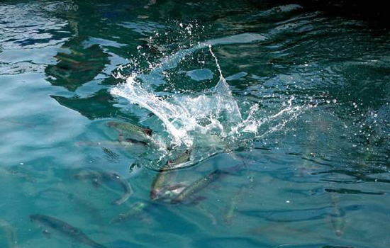 野生三文鱼和养殖三文鱼的区别 养殖三文鱼和野生三文鱼有什么区别