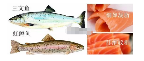 虹鳟鱼和三文鱼的区别 虹鳟鱼和三文鱼 区别图