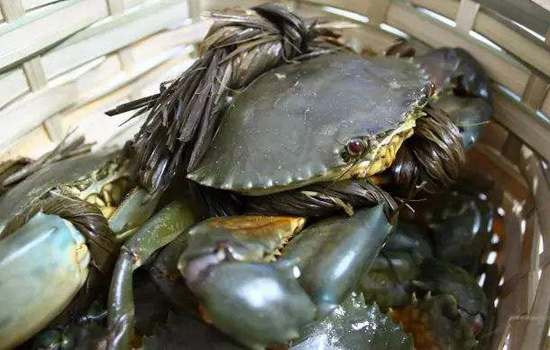 青蟹死了还能吃吗 青蟹死了可以吃吗