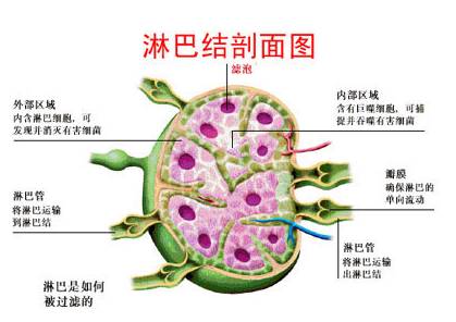 人体淋巴结分别在哪个部位 人体淋巴分布图