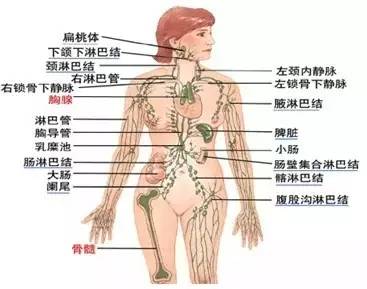 人体淋巴结分别在哪个部位 人体淋巴分布图
