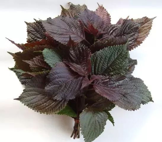 紫苏怎么吃