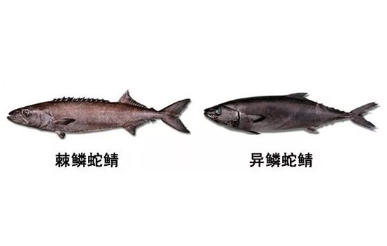 鳕鱼和油鱼的区别图片 鳕鱼和油鱼怎样分辨