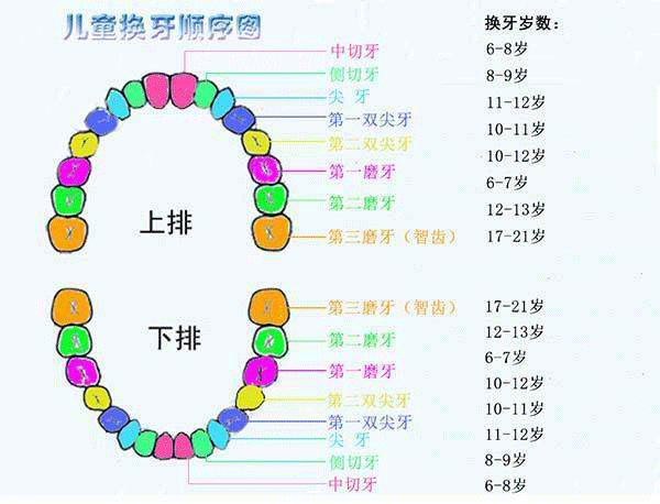 宝宝换牙多久长出新牙 宝宝换牙多久会长出来