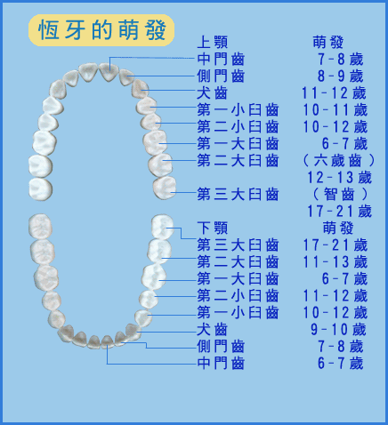 牙齿萌出顺序 牙齿萌出规律
