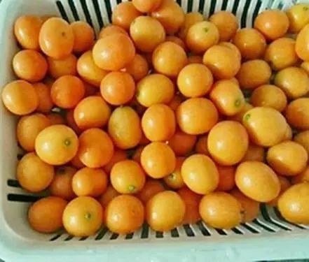 煮金桔止咳的做法 把它蒸熟给孩子吃咳嗽好得快