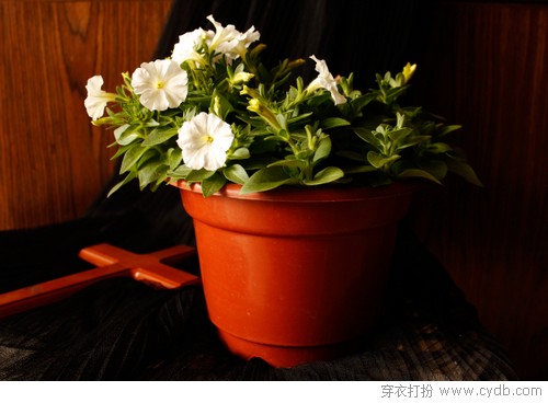 跟植物学色彩搭配