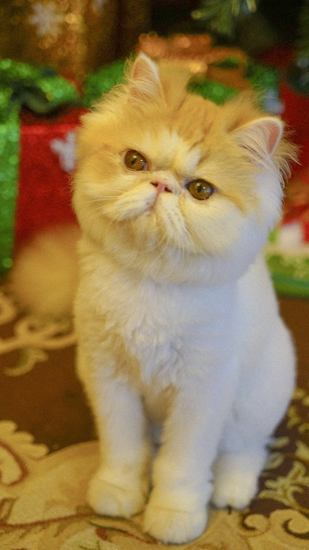黄色小猫咪图片高清安卓手机壁纸