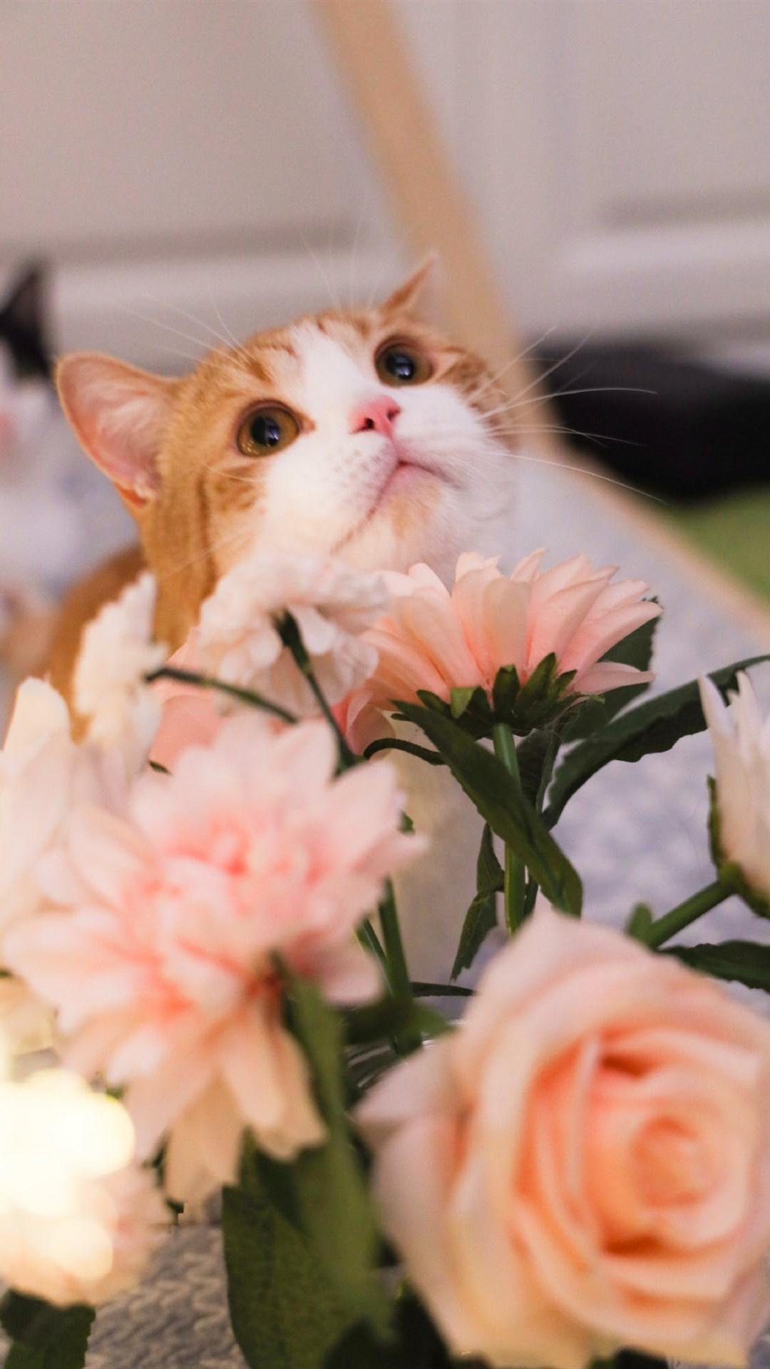 可爱萌系猫咪手机壁纸
