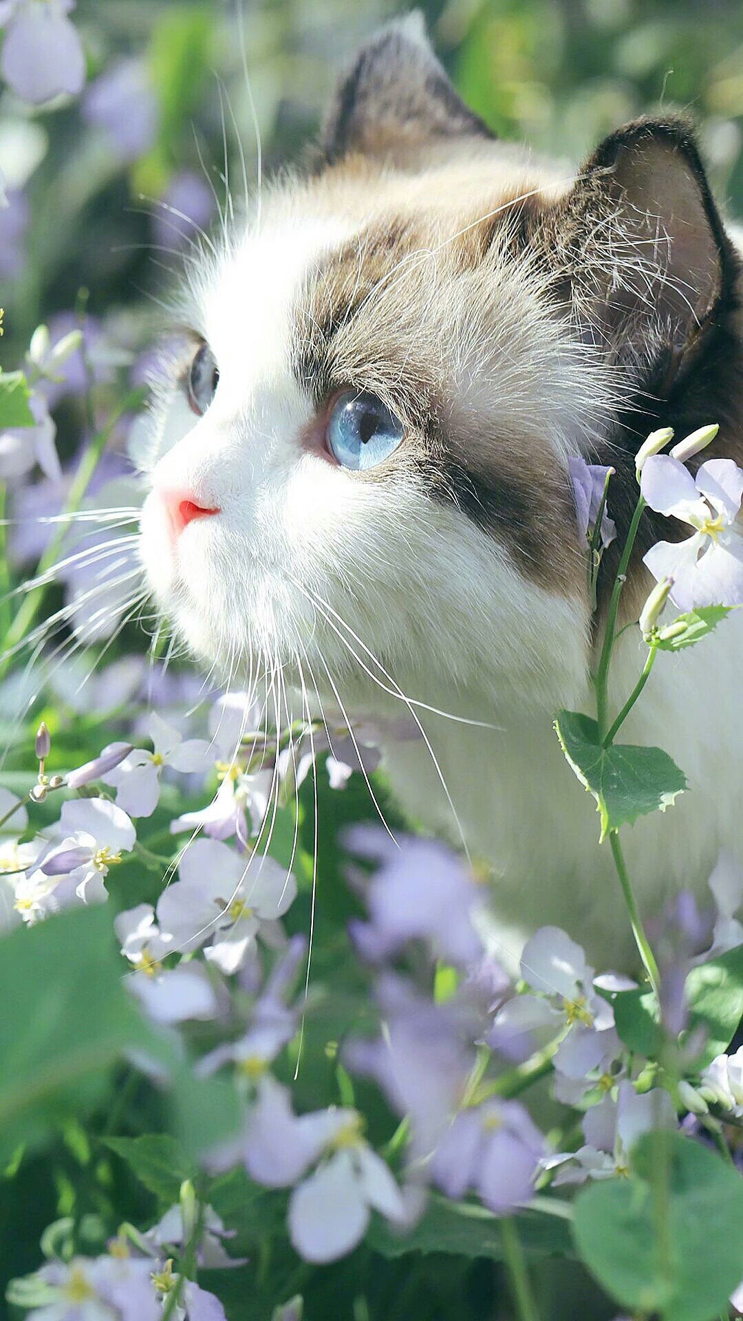可爱的猫咪高清手机壁纸