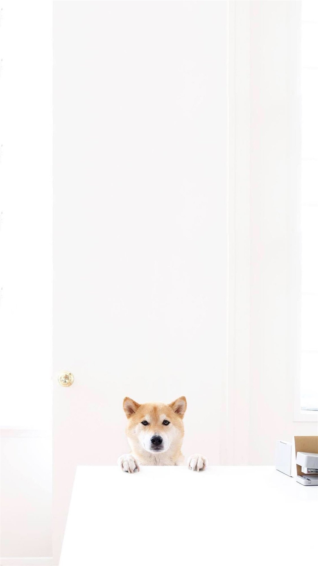 呆萌可爱的柴犬高清手机壁纸