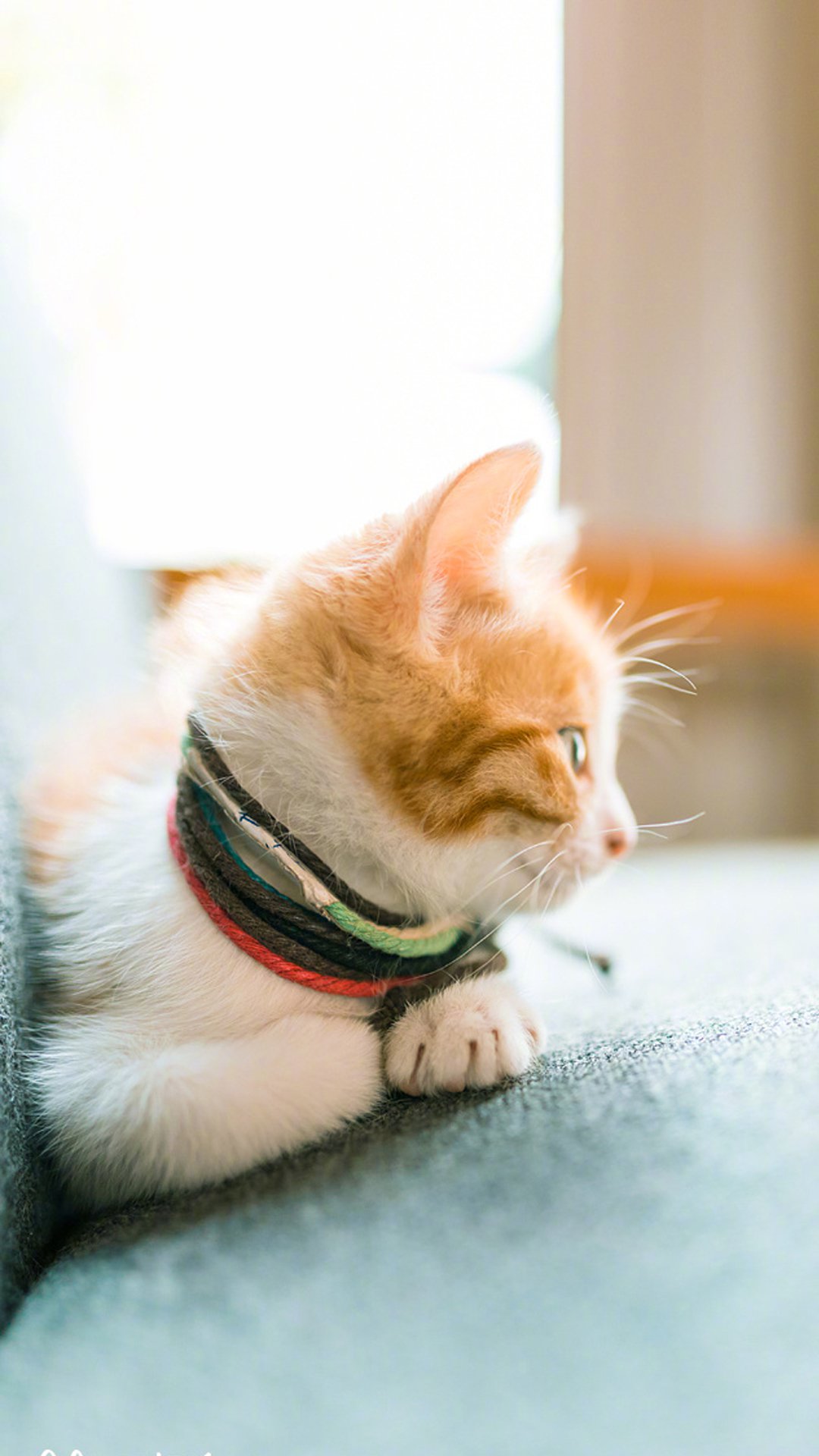 可爱小猫摄影图片高清手机壁纸