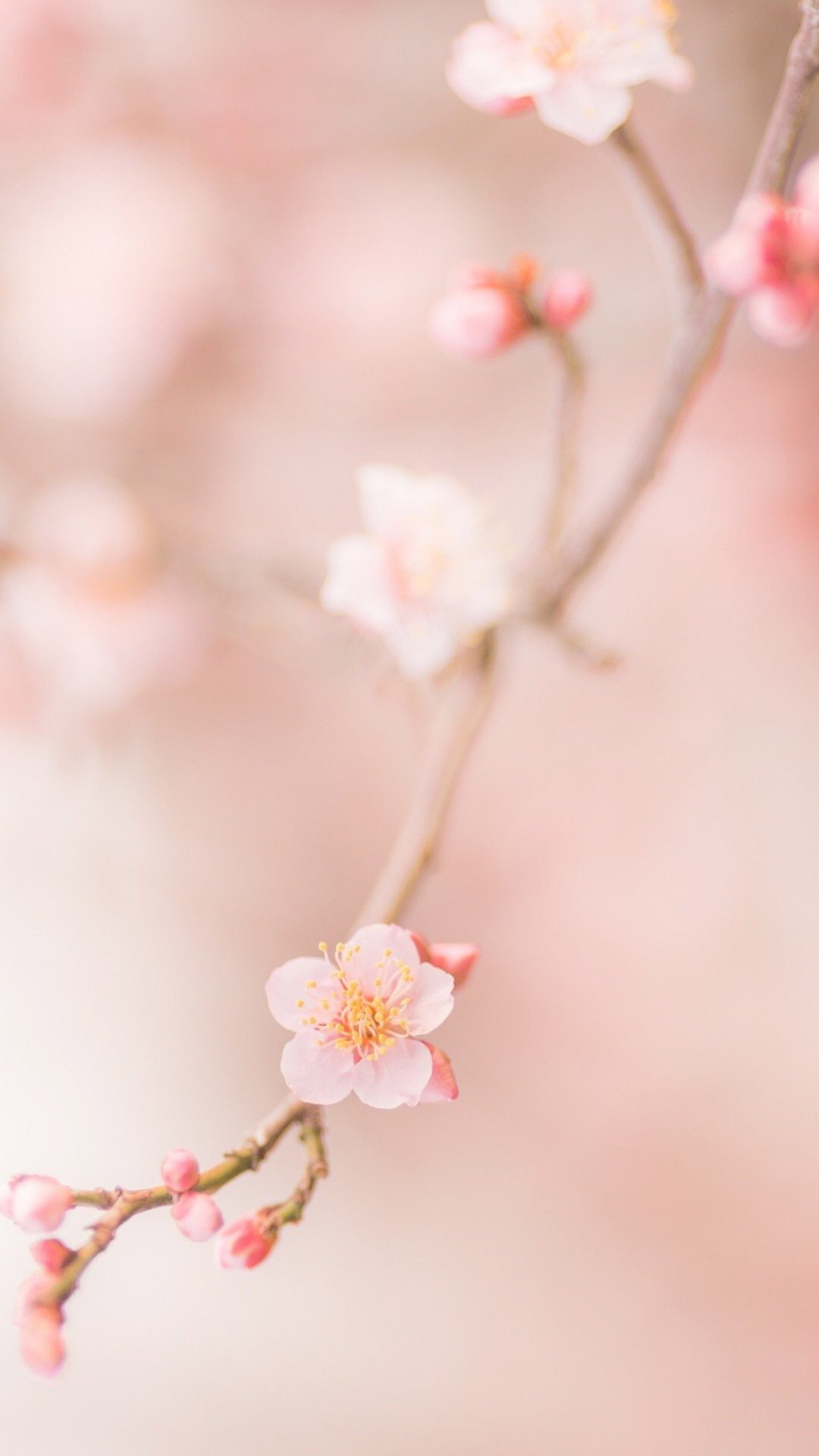 唯美樱花树图片高清手机壁纸