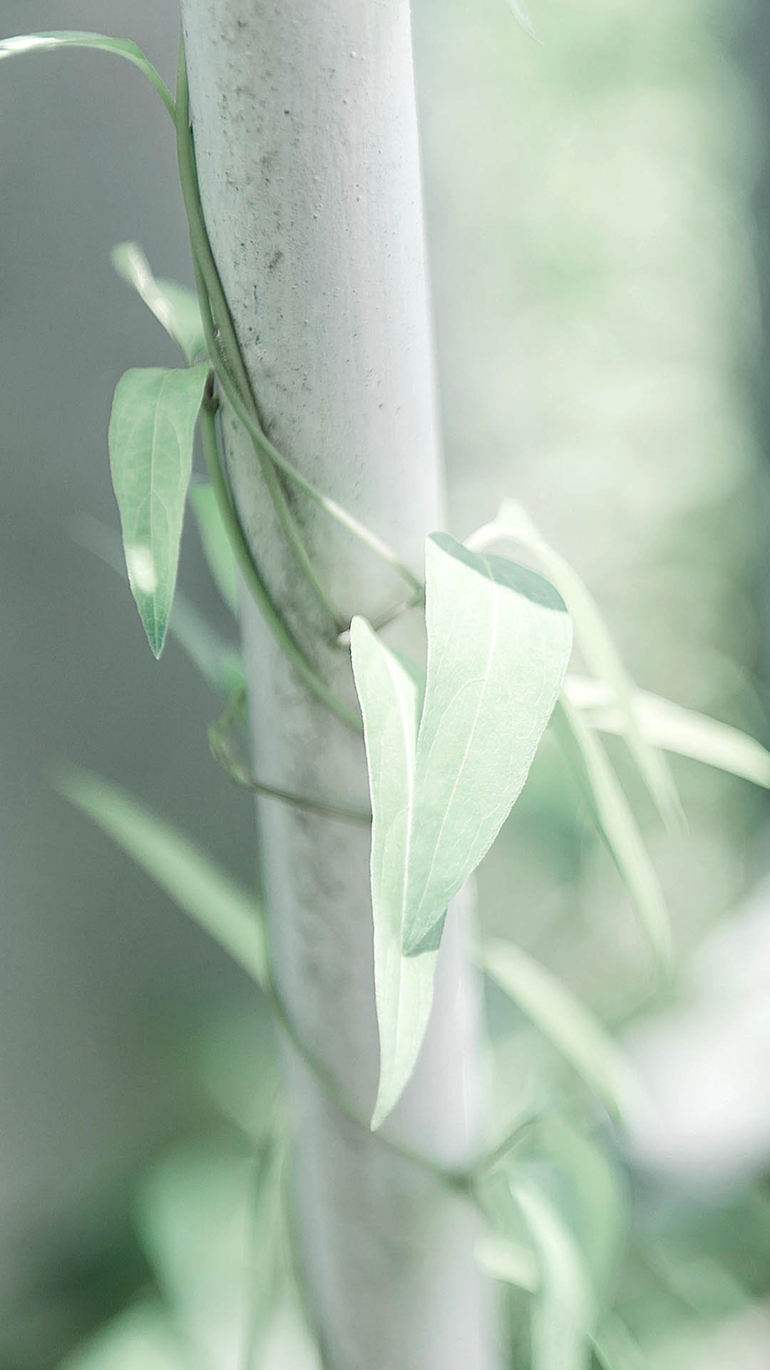 护眼绿色植物高清手机壁纸