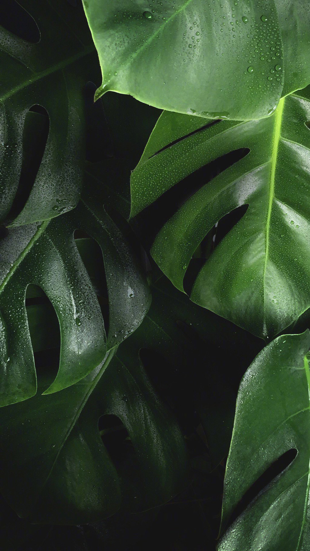 绿色护眼植物简约高清桌面壁纸