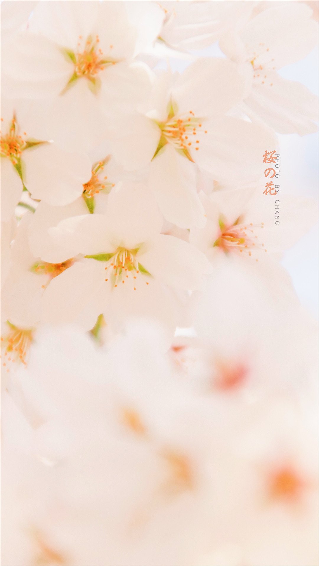 清新春日樱花高清桌面壁纸