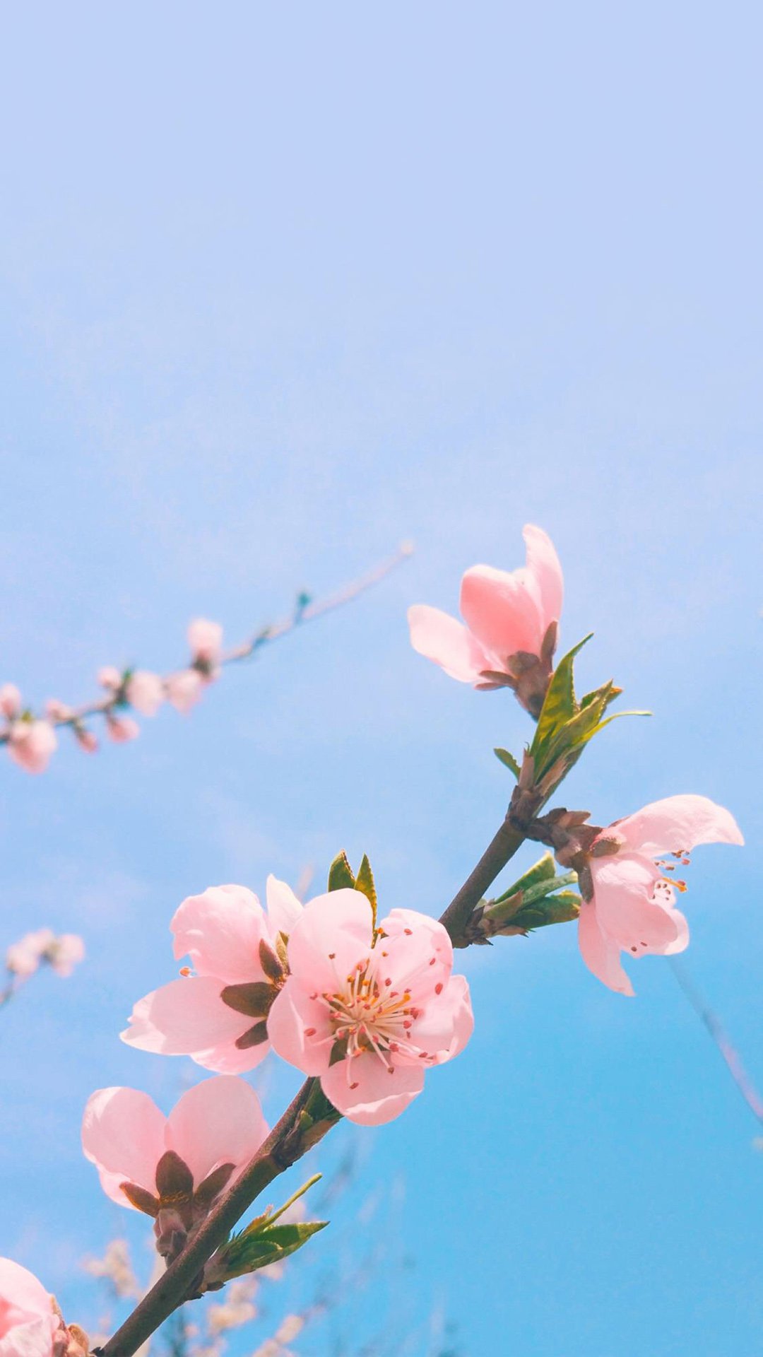 粉色桃花手机壁纸图片