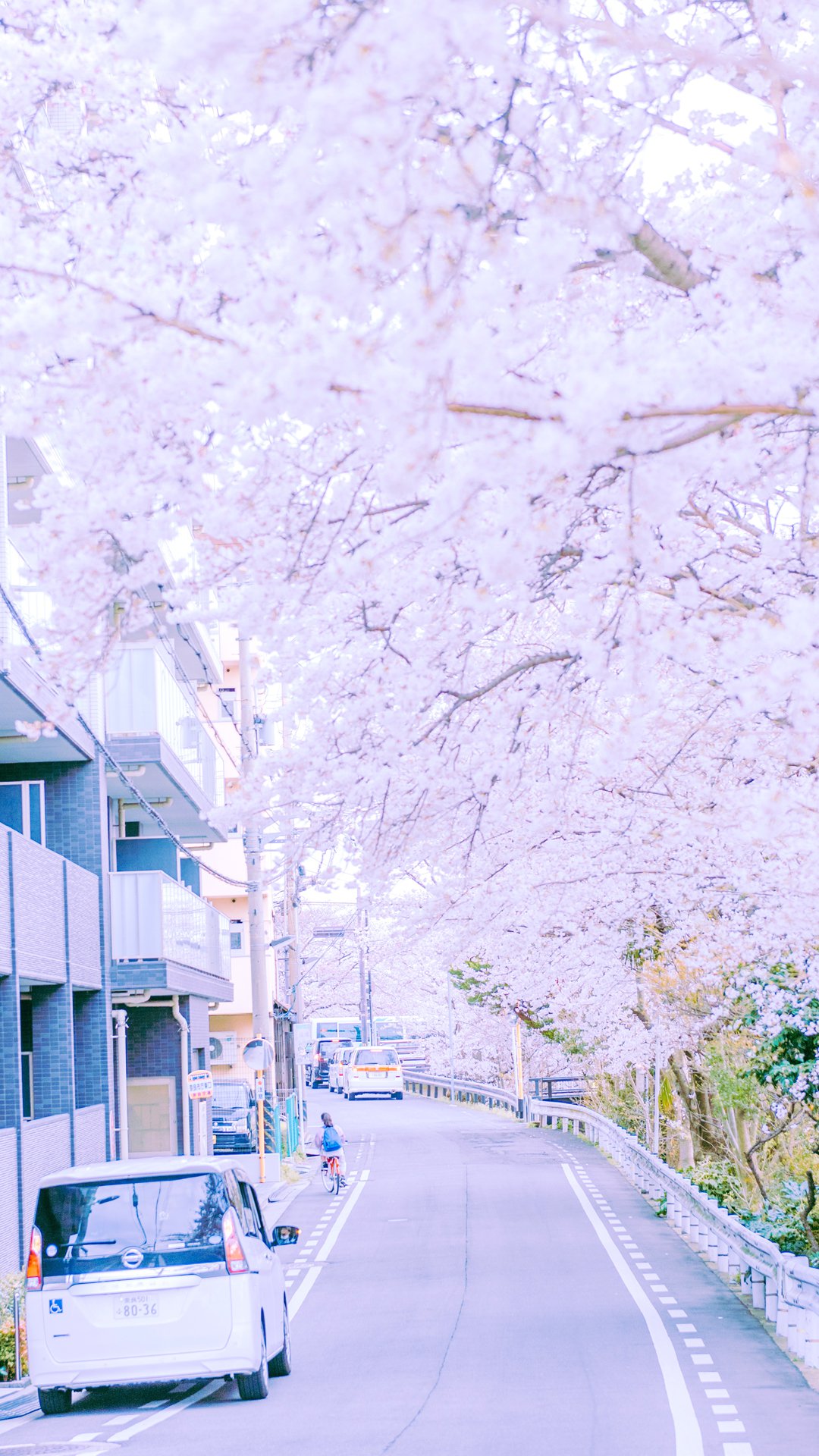 公园樱花风景手机壁纸