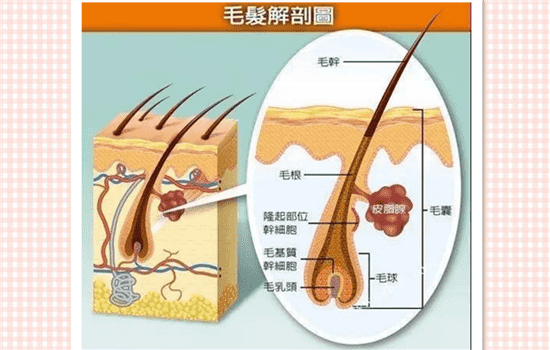 植发多久能长出头发 植发后多久开始生长