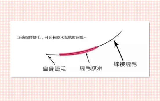 接睫毛掉的还能生长吗 嫁接睫毛掉了还能长吗