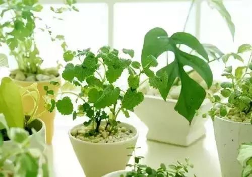 驱蚊方法小妙招
