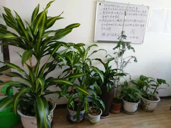 室内潮湿适合养什么花 潮湿养什么花合适
