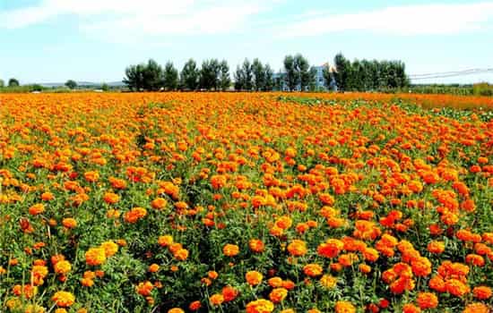 适合放卧室的驱蚊植物 室内养什么植物驱蚊