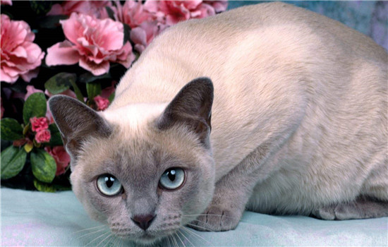 蚊香对猫咪有害吗 家里有猫可以点蚊香吗