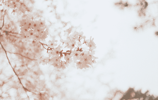 清明节武汉还有樱花吗 清明节樱花开了吗