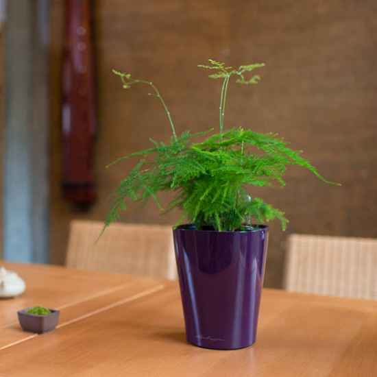 居家适合养什么植物 十九种植物居家装饰