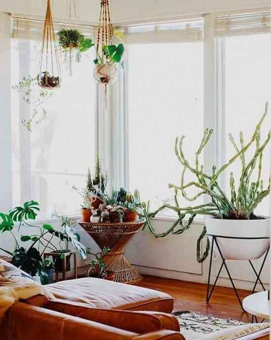 植物怎么养