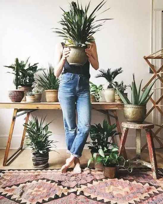 植物怎么养