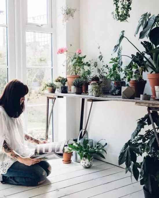 植物怎么养