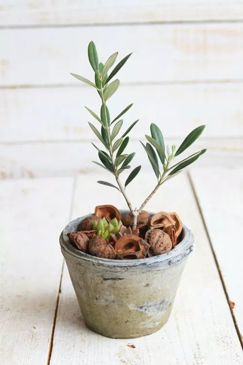植物怎么养