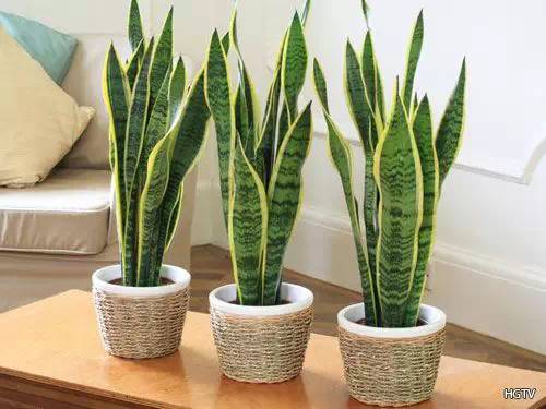 居家适合养什么植物 十九种植物居家装饰