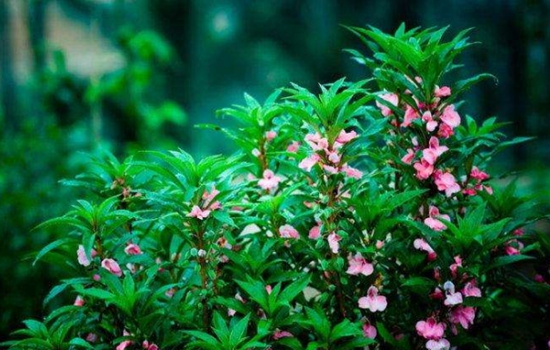 指甲花怎么染头发