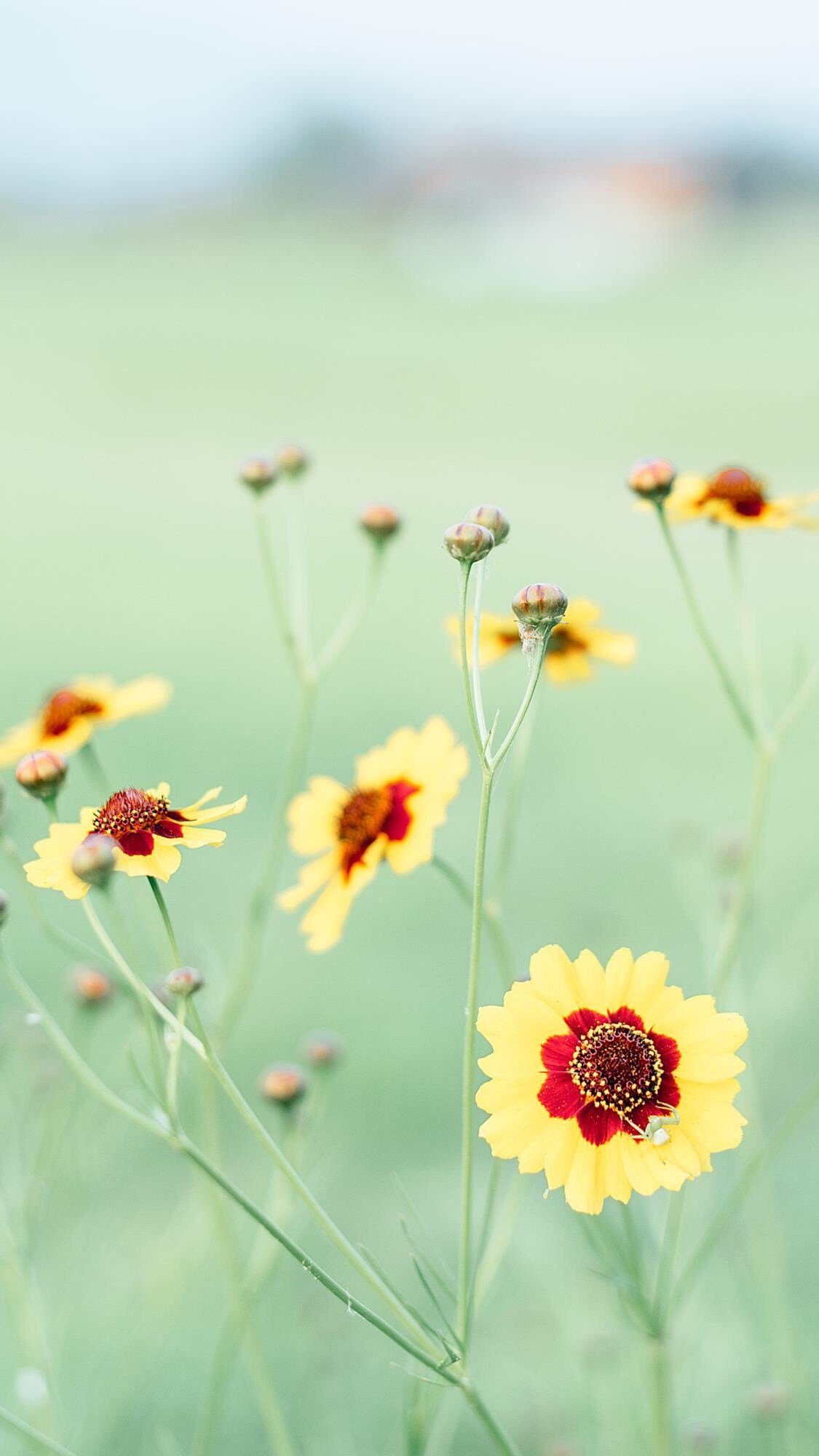 春暖花开绿色风景小高清手机壁纸图片